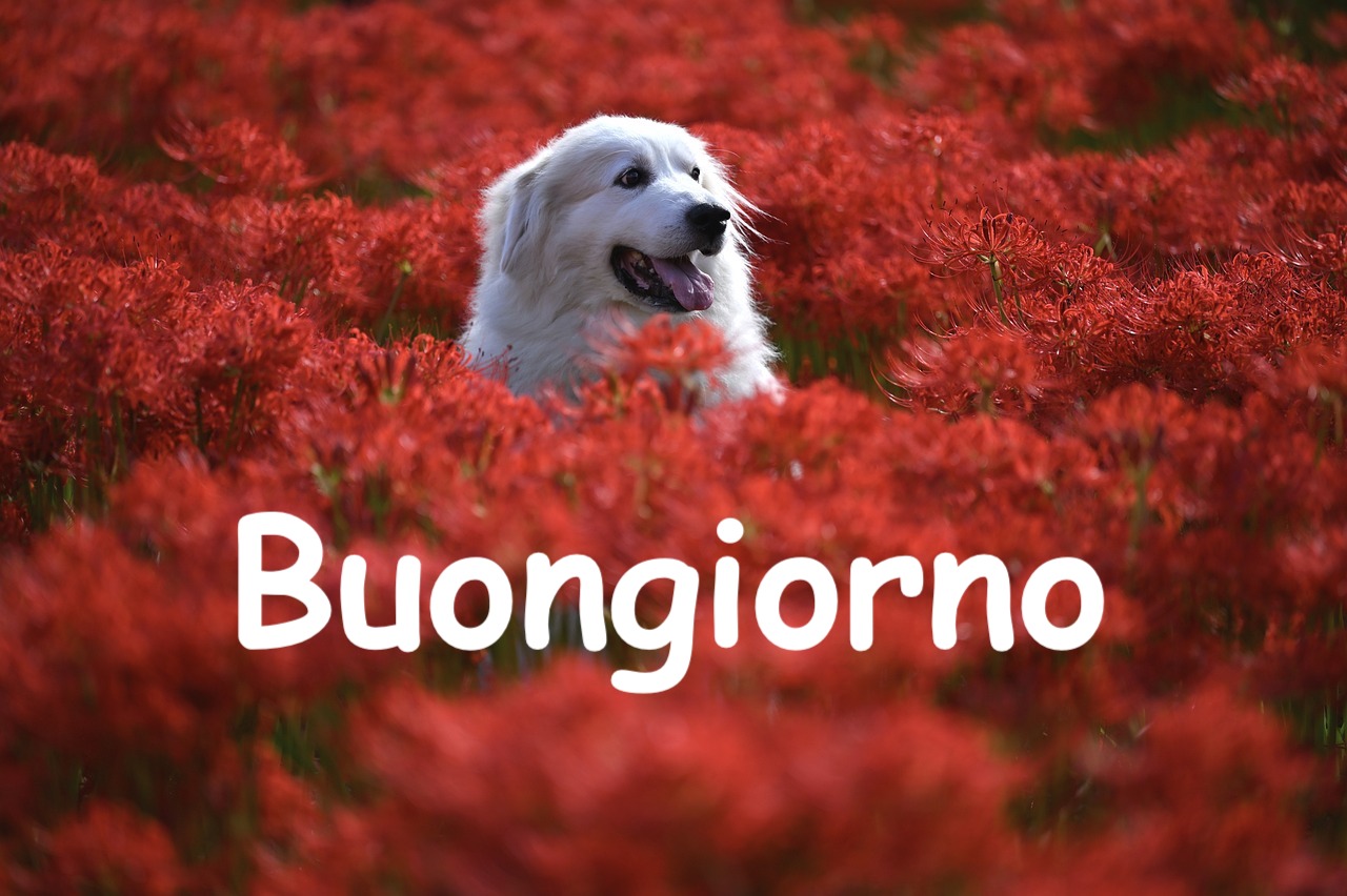  un cane bianco in un prato o campo di fiori rossi augura buongiorno a tuttu  